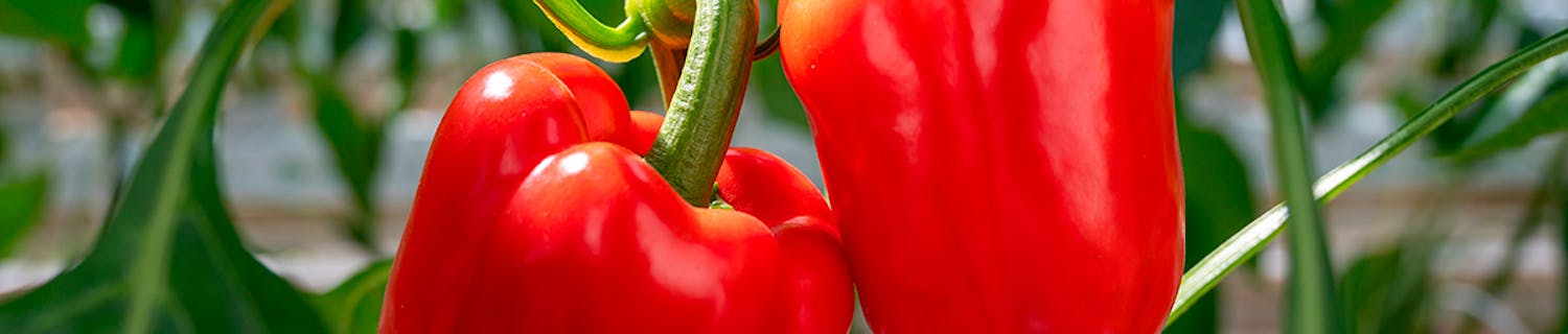 Paprika plante Plante paprika